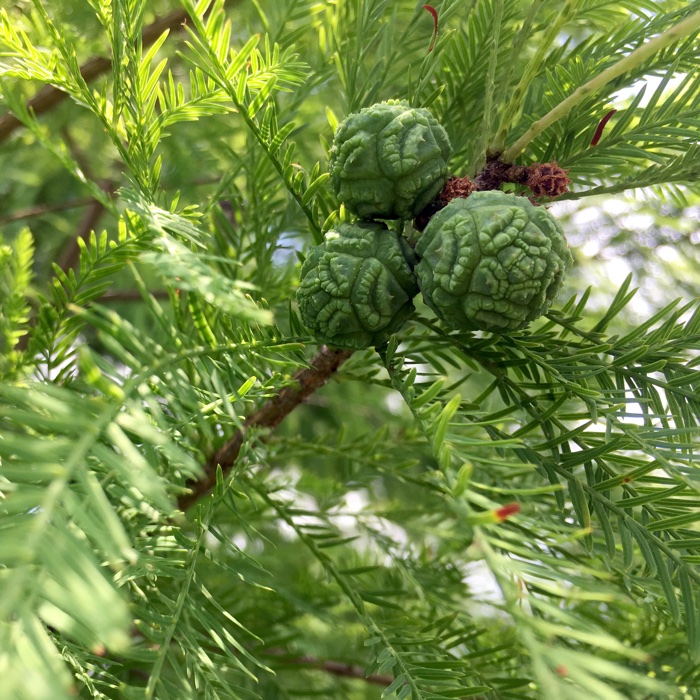 Foto di Cipresso calvo o delle paludi
