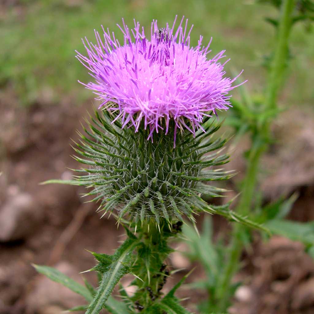 Foto di Cirsium spp.