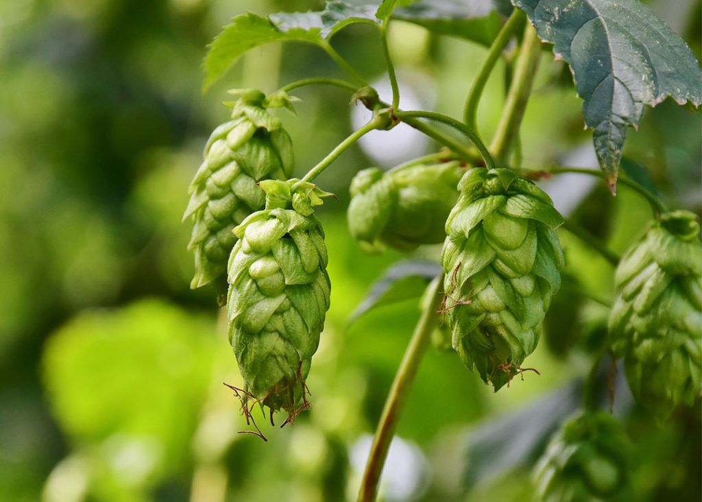 Foto di Hl Humulus lupulus