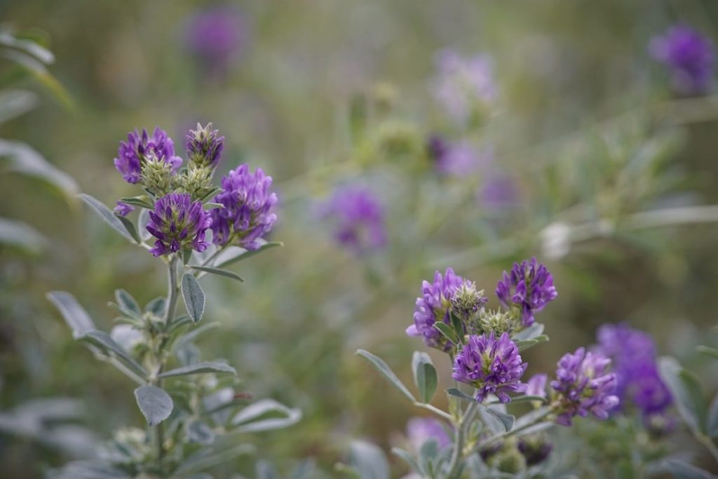 Foto di Medicago sativa